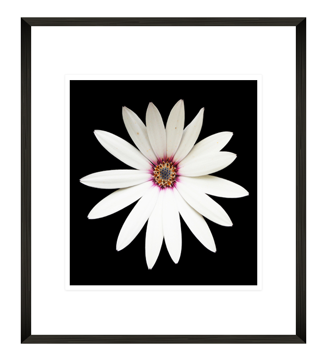 FP259 Wall décor art framed print floral black frame